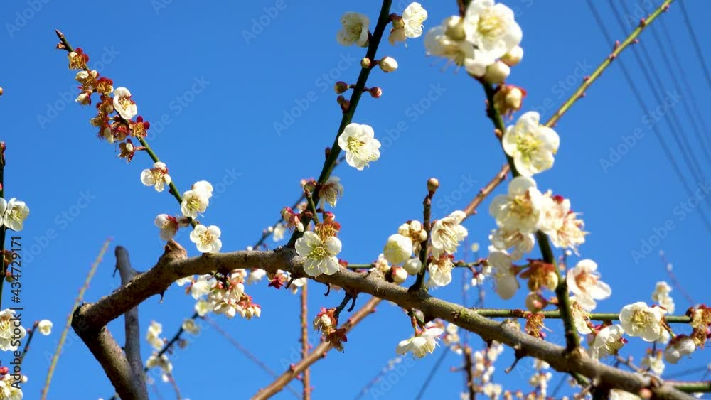 White plum blossoms in full bloom, attracting bees for nectar, blue sky.The unique winter forest in Dongshi Forest adds to the mountain scenery. Taichung, Taiwan. 21 Jan. 2021. White plum blossoms in full bloom, attracting bees for nectar, blue sky.The unique winter forest in Dongshi Forest adds to the mountain scenery. Taichung, Taiwan. 21 Jan. 2021.