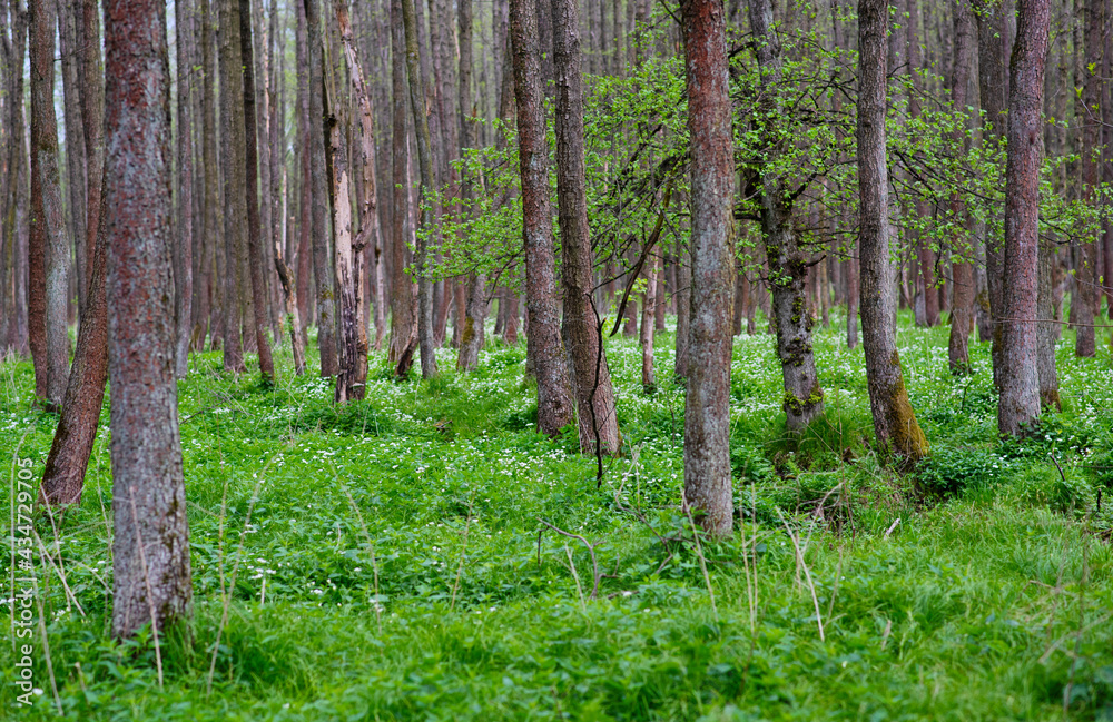Naklejka premium Czosnek niedźwiedzi w lesie