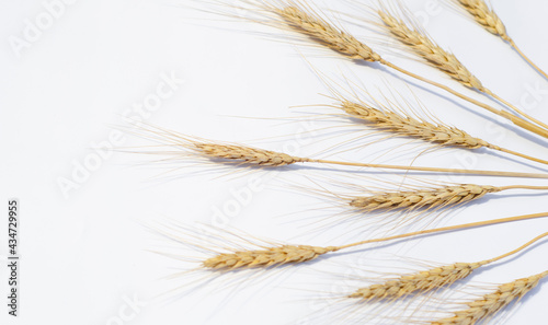 Wheat ears lay on a white paper background. Top view, flat lay. Autumn composition, harvest concept