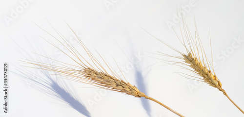 Wheat ears lay on a white paper background. Top view, flat lay. Autumn composition, harvest concept