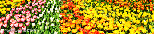 colourful tulips in blossom  spring time                              