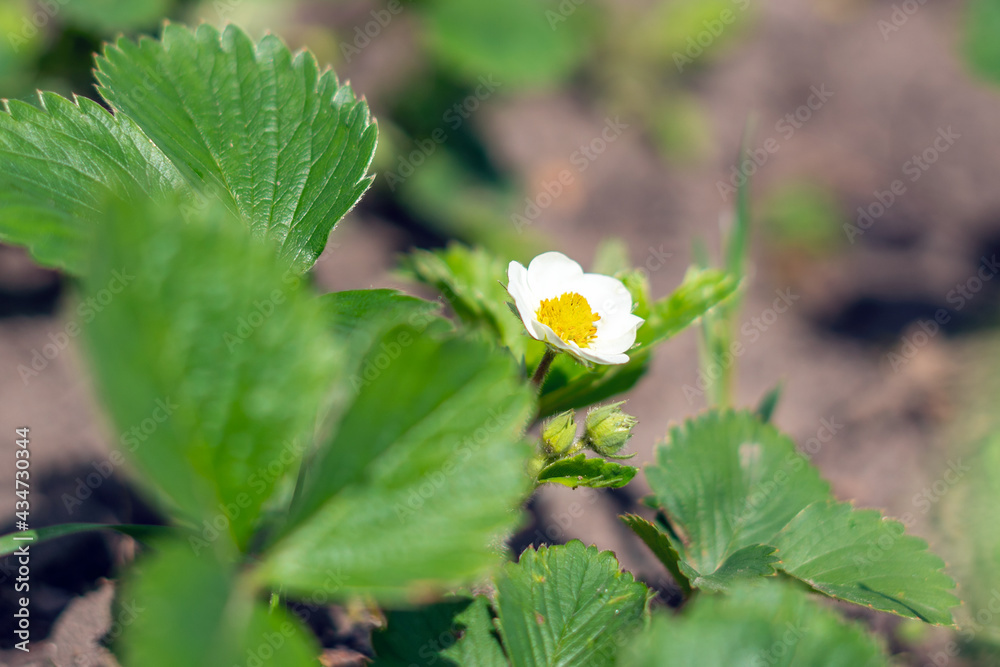 Blooming strawberries in spring in the garden on a sunny day Blooming strawberries in spring in the garden on a sunny day