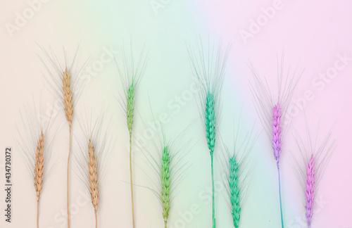 Wheat ears creatively painted in different colors on a pastel paper background. Top view, flat lay. Autumn composition, harvest concept
