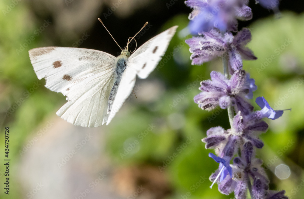 A Butterfly Cabbage White fly around a lavandula flower on a garden. A Butterfly Cabbage White fly around a lavandula flower on a garden.