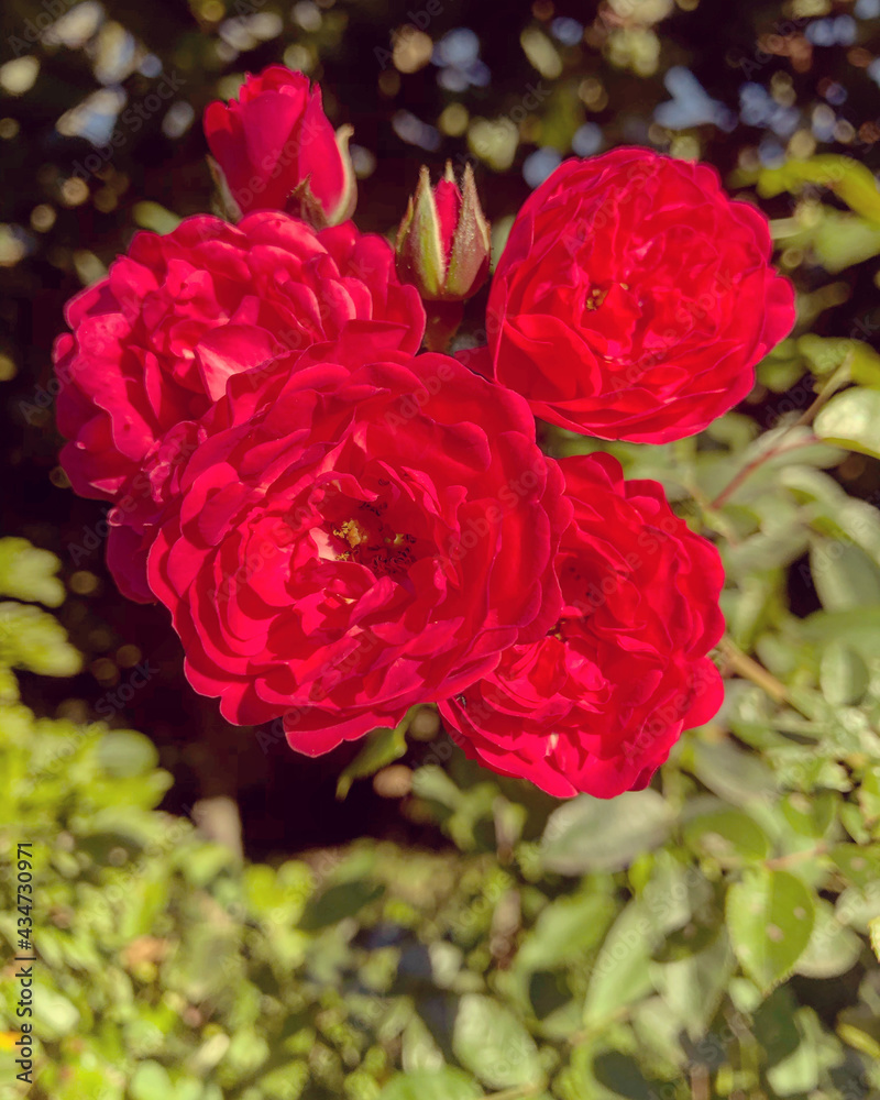 flor rosa vermelha 