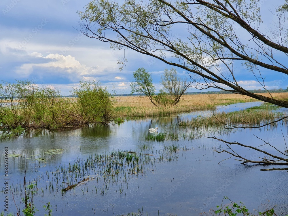 Warta Mouth National Park.  Spring backwaters between the Warta and Odra rivers, near Kostrzyn on the Oder.