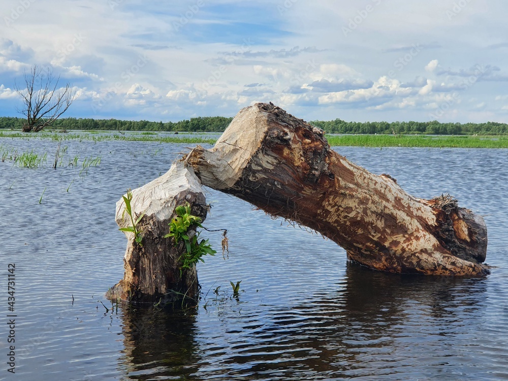 Warta Mouth National Park. A tree felled by beavers. Warta Mouth National Park. A tree felled by beavers.