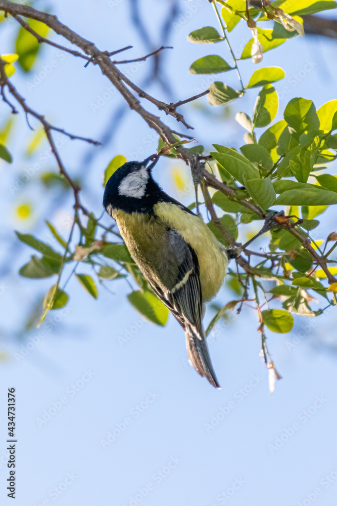 Fototapeta premium great tit on a tree branch