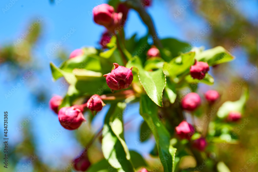 close up of a tree starting to blossom close up of a tree starting to blossom