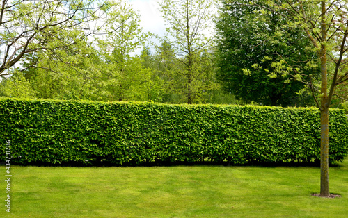hornbeam green hedge in spring lush leaves let in light trunks and larger branches can be seen natural separation of the garden from the surroundings can withstand drought 