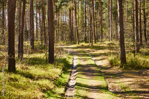 Fototapeta Naklejka Na Ścianę i Meble -  leśna wiosenna ścieżka