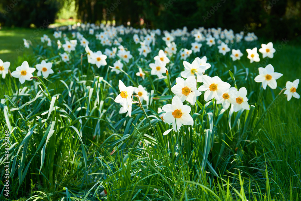 flower beds full of blooming daffodils, spring time                               