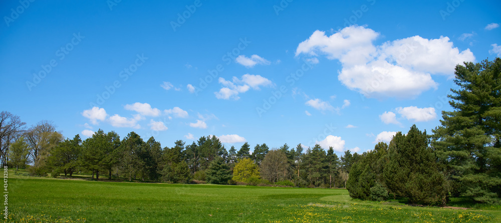 panorama of a meadow with a line of trees and blue sky on a sunny day panorama of a meadow with a line of trees and blue sky on a sunny day
