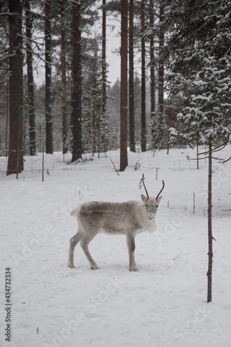 Wallpaper Mural Reindeer Torontodigital.ca