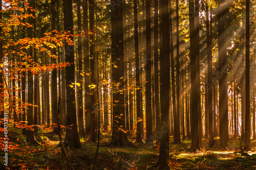 Forest trees backlit by golden sunlight 