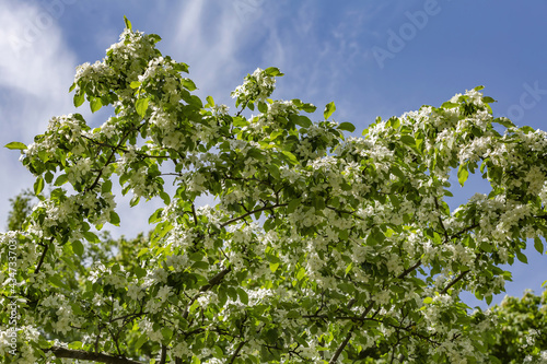 Apple tree branches with picturesque blossoming white flowers in a spring garden