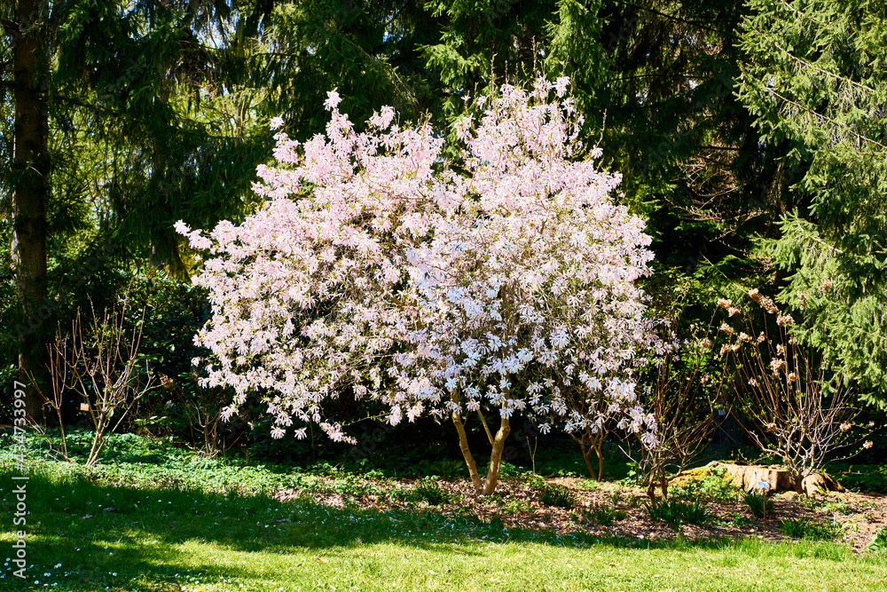 Magnolia tree in blossom in a park                               