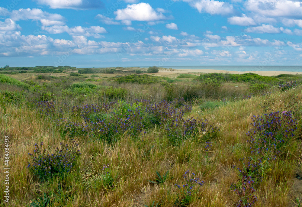 Meadows near the coast