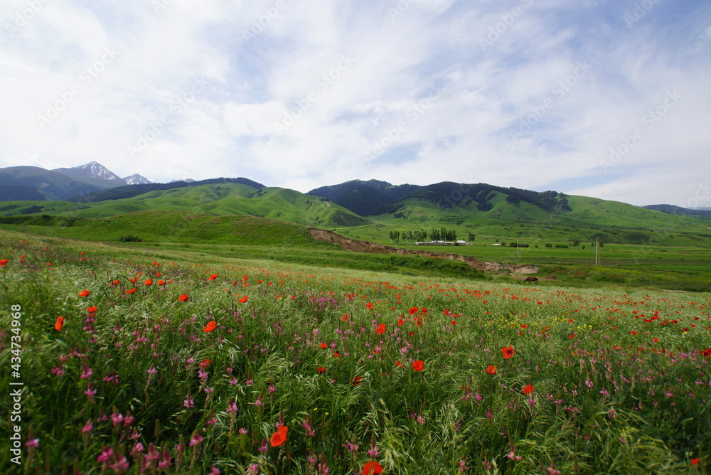 キルギス・Kemin村に咲くポピーたち