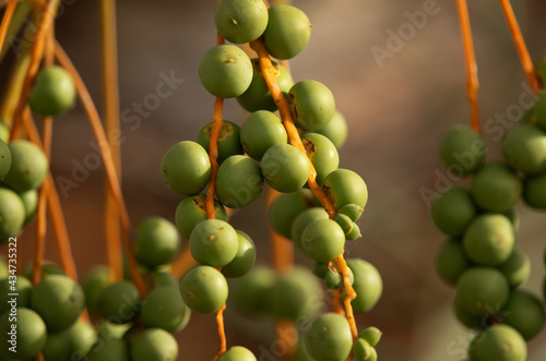 Bunch of  green unripen Dates fruits, Bahrain photo