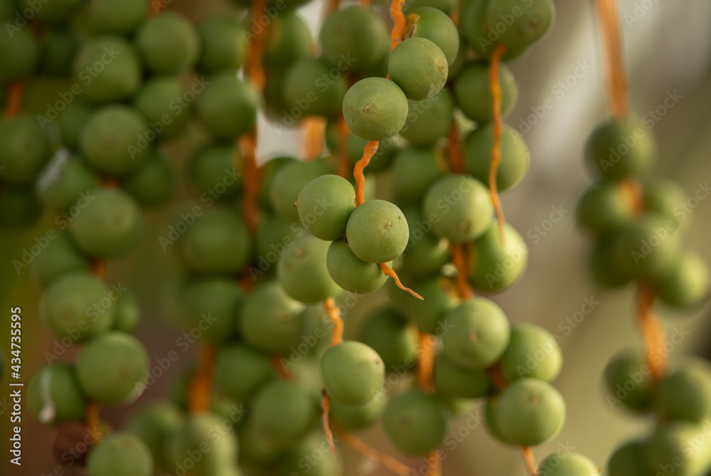 Closeup of  green unripen Dates fruits, Bahrain