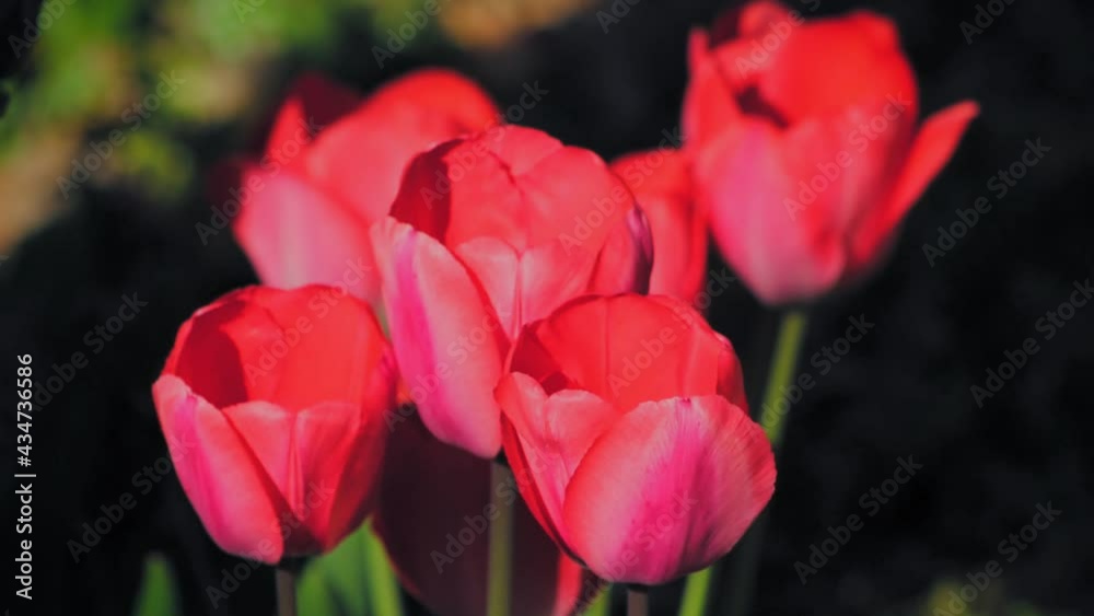 Group of fluorescent red
tulips in an orchard. Group of fluorescent red
tulips in an orchard.