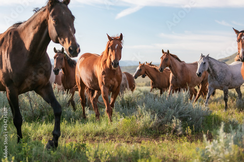 Colorful herd of American ranch horses. Buckskin ,sorrel, chestnut, paint, gray, bay, galloping on the range in Montana Pryor mountain area. photo