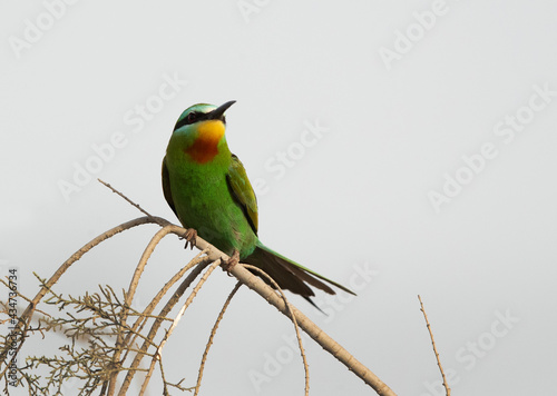 Blue-cheeked bee-eater perched on a tree, Bahrain