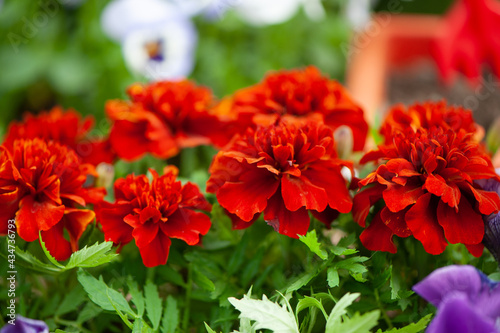 Close up of  red marigolds  blooming  flowers  the garden