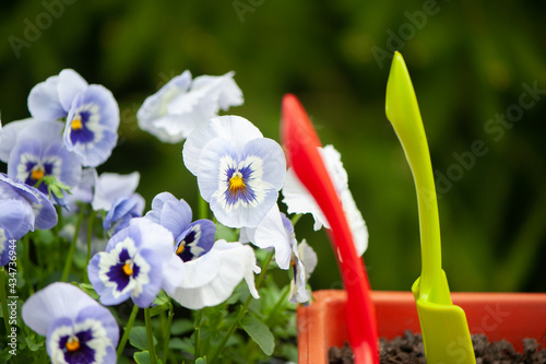 Close up of blue and white pansy flowers or pansies blooming in the garden