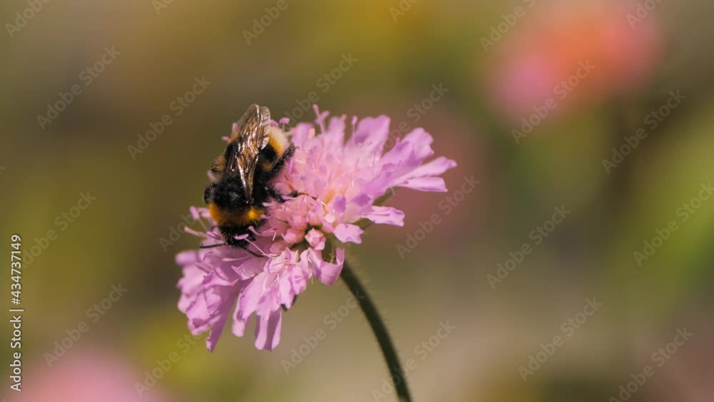 bumble worker bee pollinating a flower bumble worker bee pollinating a flower