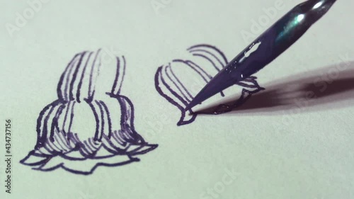 Close up of dip pen drawing flowers with colored ink. Macro shot. High quality audio recording. Artist creative process video. Comfrey flowers.