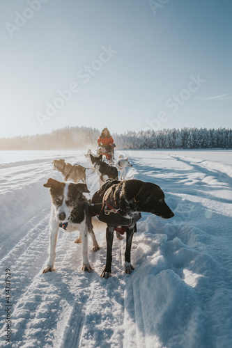 Fototapeta Naklejka Na Ścianę i Meble -  Psi zaprzęg, Laponia, Finlandia