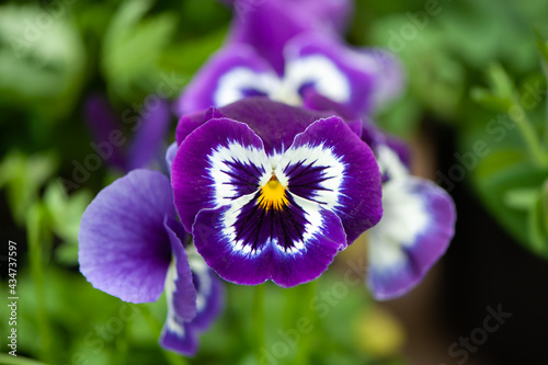 Close up of lilac pansy flowers or pansies blooming in the garden