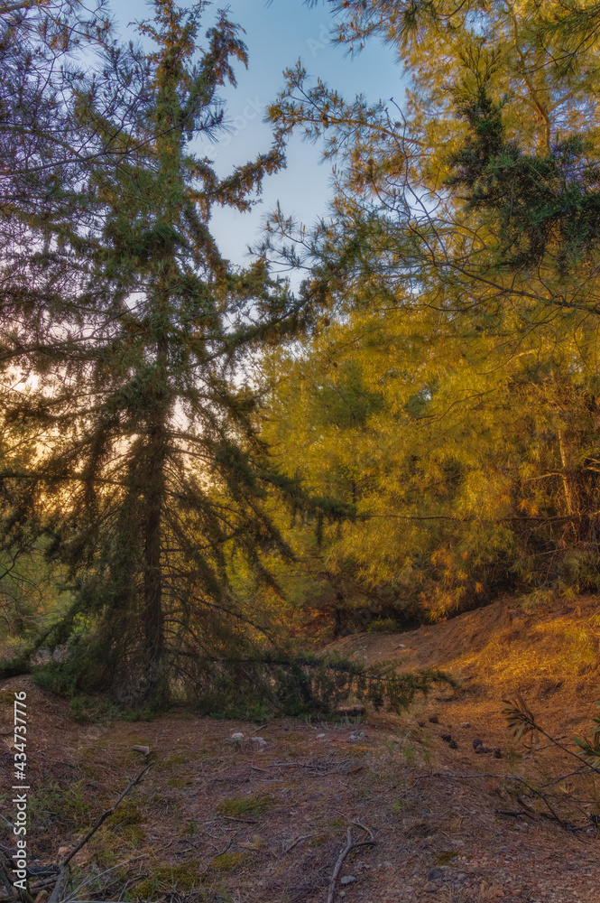 autumn in the woods