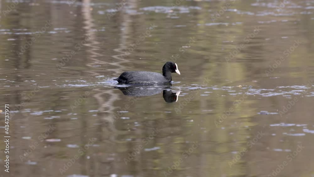The Eurasian coot, Fulica atra, also known as the common coot, or Australian coot, is a member of the bird family, the Rallidae. It is found in Europe, Asia, Australia, New Zealand and parts of Africa The Eurasian coot, Fulica atra, also known as the common coot, or Australian coot, is a member of the bird family, the Rallidae. It is found in Europe, Asia, Australia, New Zealand and parts of Africa