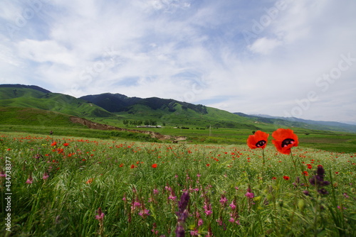 Field Poppies in Kemin Village, Kyrgyzstan