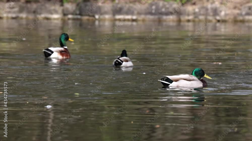 The mallard or wild duck, Anas platyrhynchos is a dabbling duck which breeds throughout the temperate and subtropical Americas, Eurasia, and North Africa. Here swimming on a lake in Munich, Germany. The mallard or wild duck, Anas platyrhynchos is a dabbling duck which breeds throughout the temperate and subtropical Americas, Eurasia, and North Africa. Here swimming on a lake in Munich, Germany.