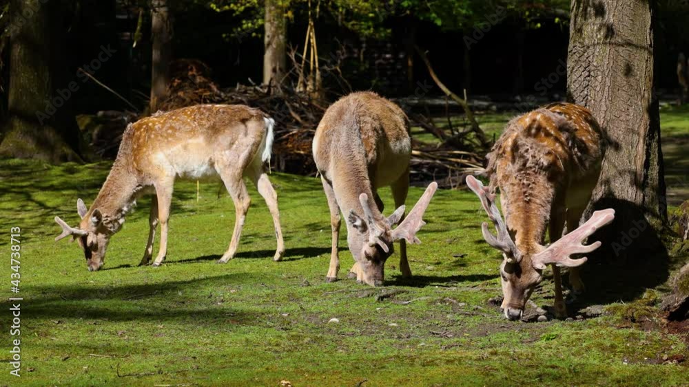 The fallow deer, Dama mesopotamica is a ruminant mammal belonging to the family Cervidae. The fallow deer, Dama mesopotamica is a ruminant mammal belonging to the family Cervidae.