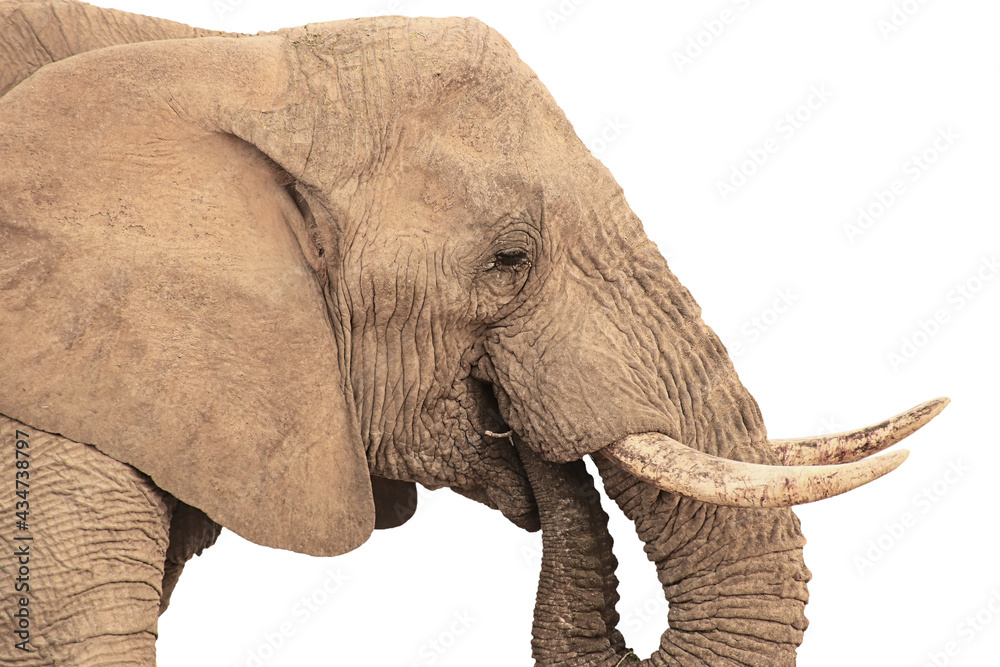 elephant head isolated on white background