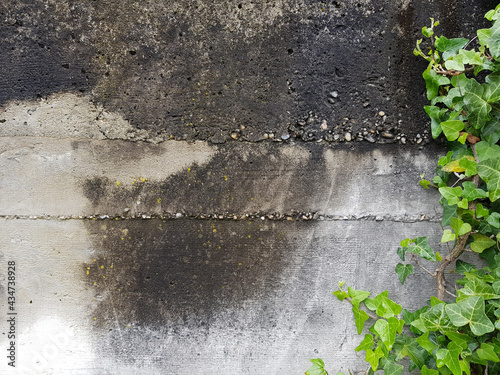 old concrete wall and green ivy branch