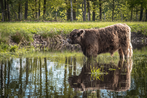 Black galloway cow standing in water