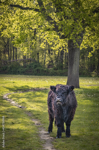 Black galloway cow standing in front of tree