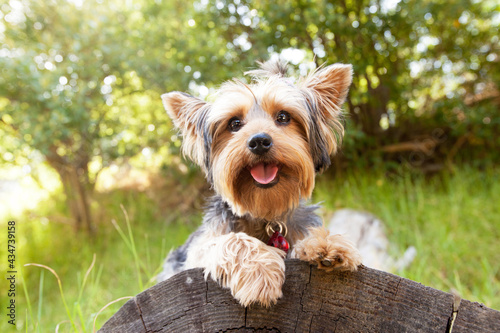 yorkshire terrier on the grass photo