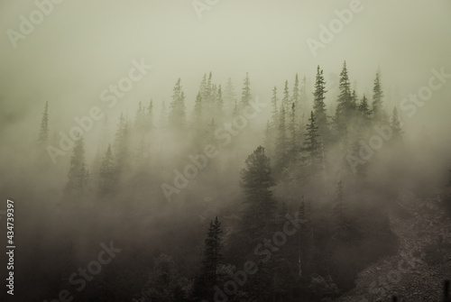 Pine forest covered in fog. Harsh weather in the mountains. Mystic landscape. © To Studio