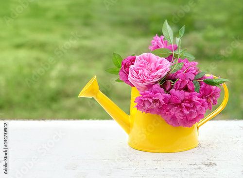 Fototapeta Naklejka Na Ścianę i Meble -  Rose flowers bouquet in yellow watering can. beautiful floral composition with wild pink roses in garden. summer blossom season. copy space