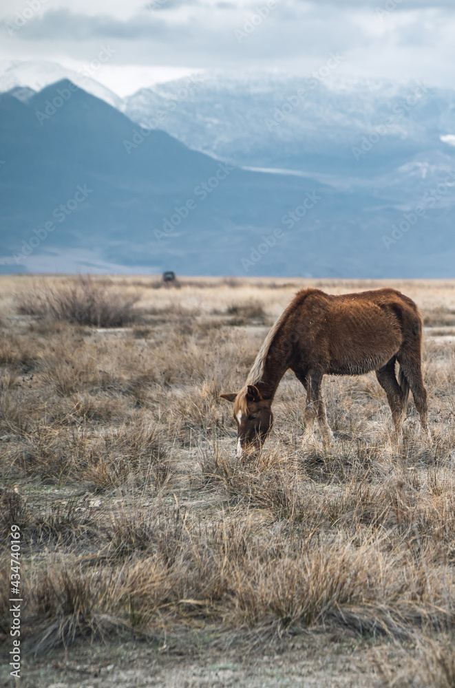 Large-aperture vertical view of a wild horse with snow-capped mountains inside the Central Anatolian Sultan Reedy (Sultansazligi) National Park, Turkey Large-aperture vertical view of a wild horse with snow-capped mountains inside the Central Anatolian Sultan Reedy (Sultansazligi) National Park, Turkey