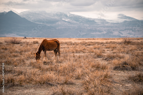 Large-aperture panoramic view of a wild horse with snow-capped mountains inside the Central Anatolian Sultan Reedy (Sultansazligi) National Park, Turkey
