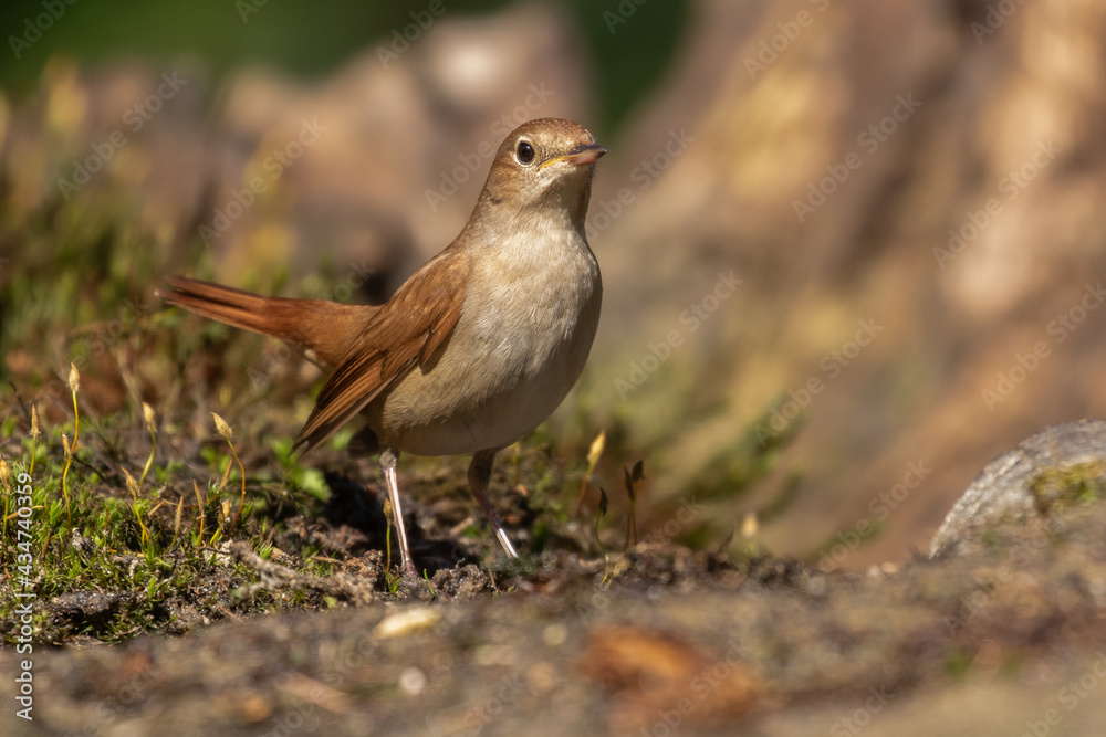 Common Nightingale in natural habitat Common Nightingale in natural habitat