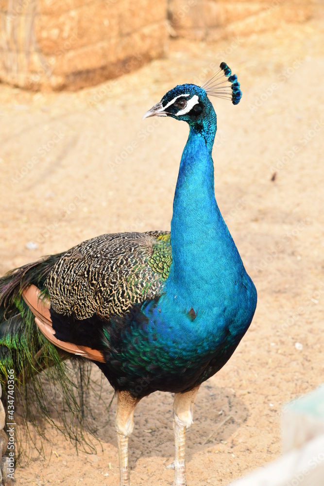 Fototapeta premium Peacock